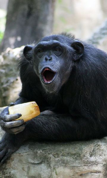 Chimpancé con un helado de fruta para el calor