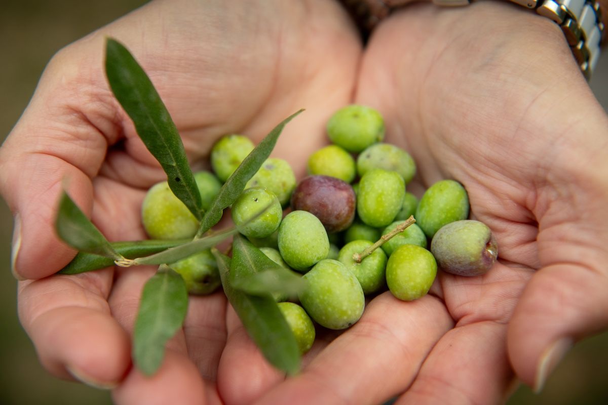 Les olives, acabades de collir. 