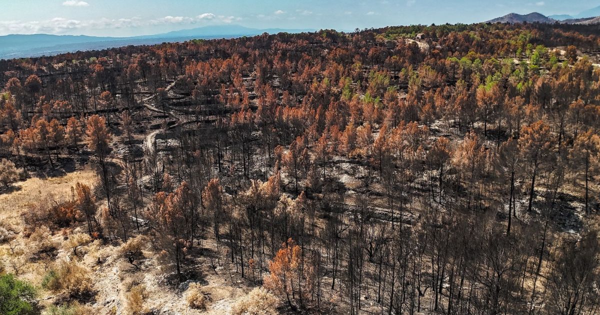 Bosque quemado por el incendio de Paüls de 2025. © Jordi Borràs : ACN Bosque quemado por el incendio de Paüls de 2025. © Jordi Borràs : ACN