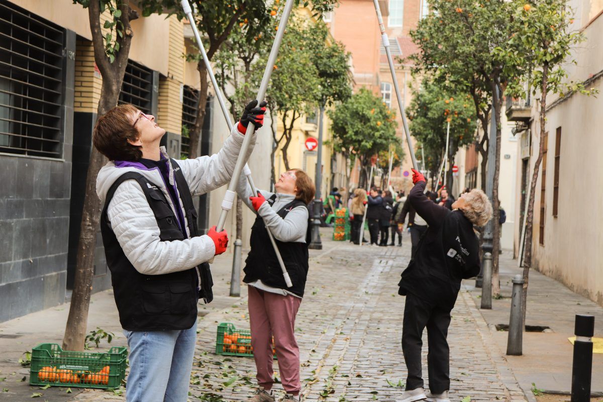 Voluntaris recollint taronges a Barcelona. 