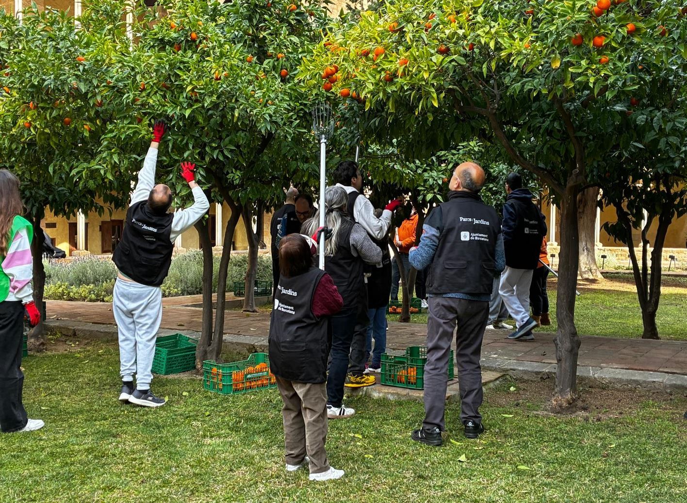 Espigolada a Barcelona per elaborar La Marga