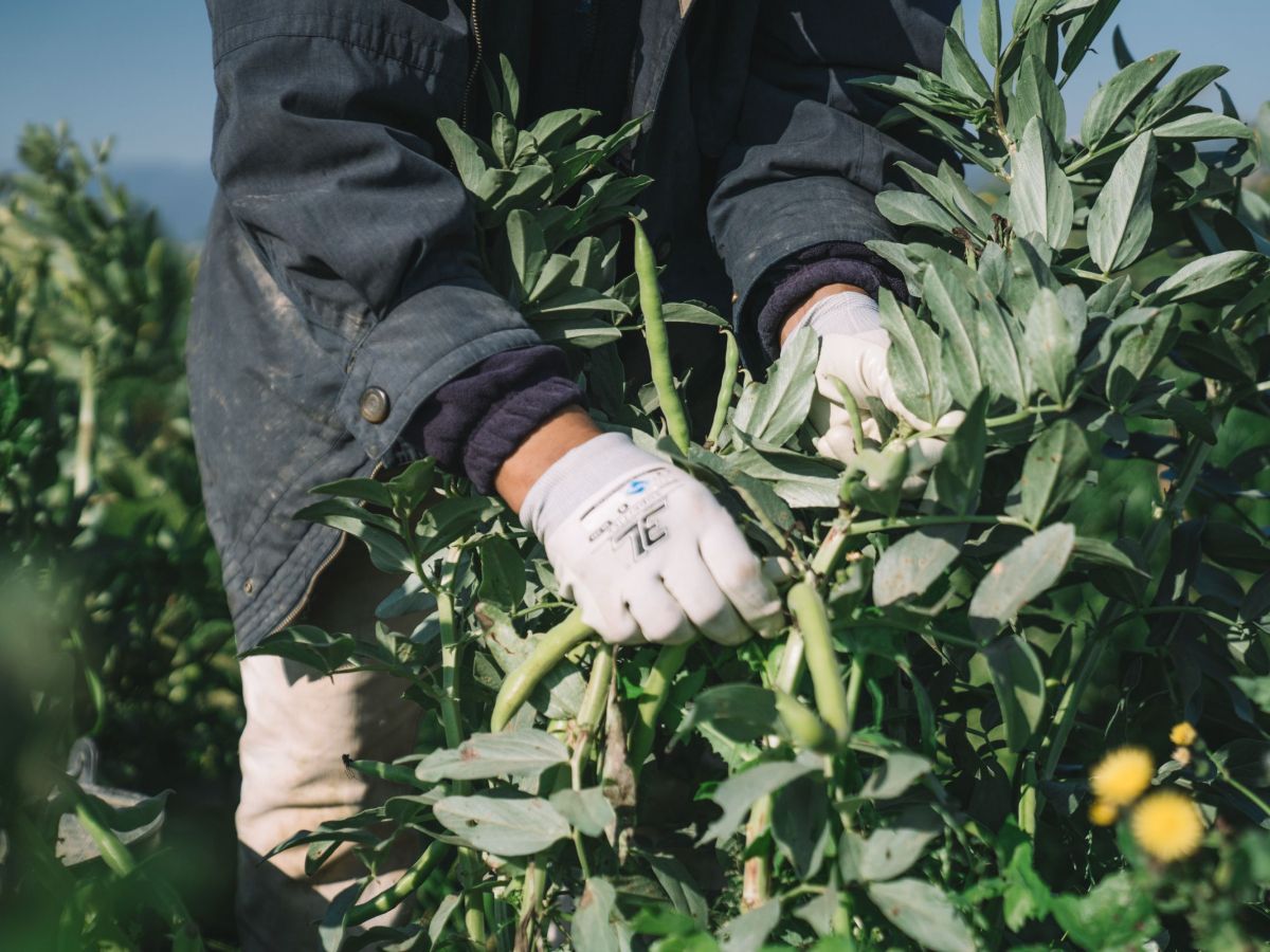 Desde el campesinado reclaman que el nuevo equipamiento no repercuta en un sector que ya trabaja con márgenes ajustados. © Clara Soler Desde el campesinado reclaman que el nuevo equipamiento no repercuta en un sector que ya trabaja con márgenes ajustados. © Clara Soler