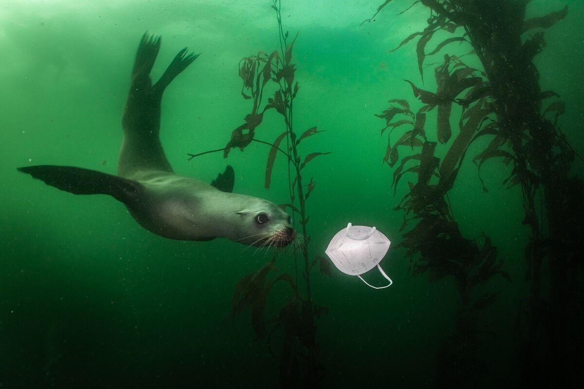 'León marino de California juega con una máscarilla'. Primer premio (Fotografía individual) World Press Photo