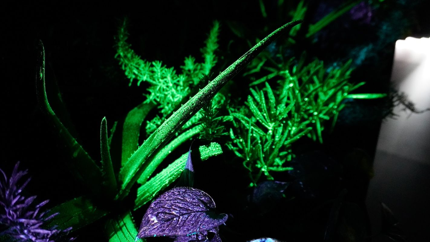 Bioluminiscencia de la biotech Bioo. 
