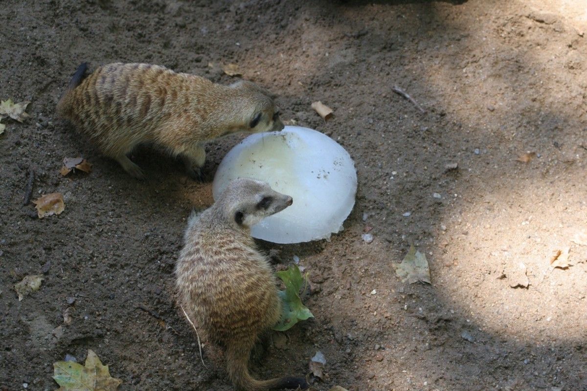 Suricatas Zoo Barcelona