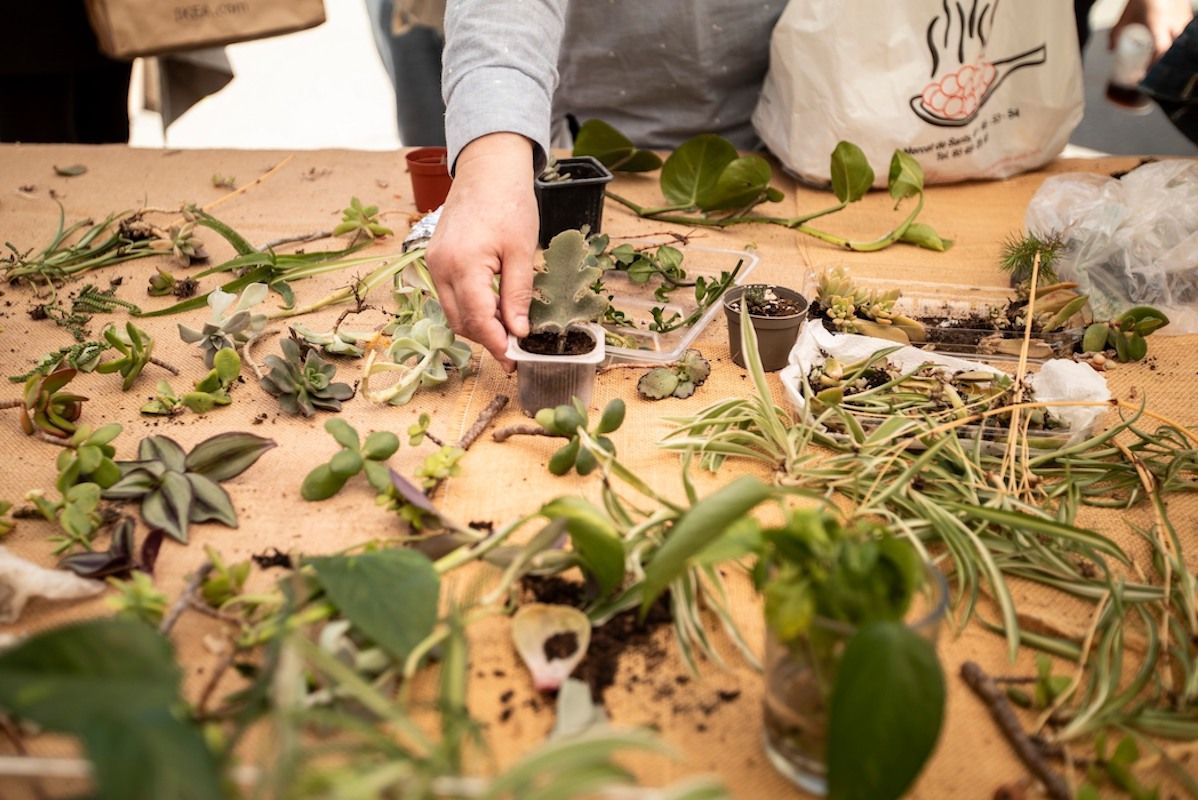 Intercambio de estacas de plantas