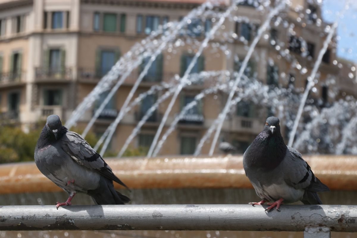 Plaza Catalunya de Barcelona. 