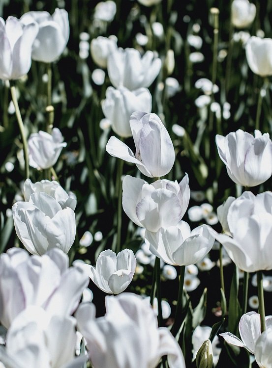 Ceder Escuela de posgrado los padres de crianza La atracción de las flores (I): bulbos y orquídeas- The New Barcelona Post