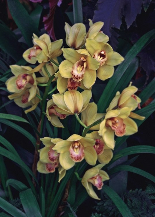 La atracción de las flores (I): bulbos y orquídeas- The New Barcelona Post