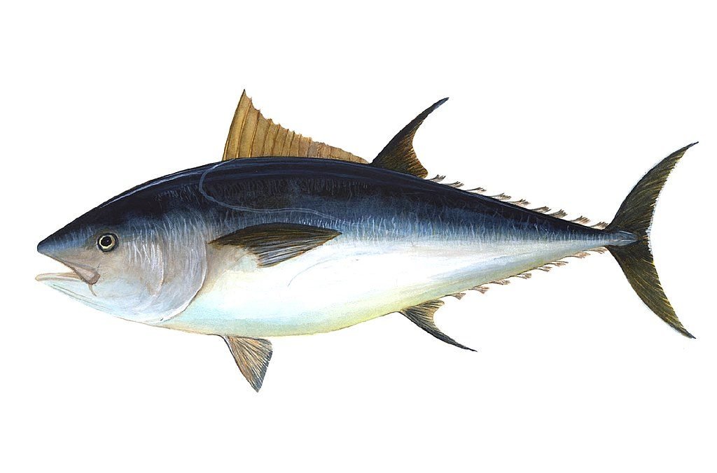 Atún rojo, del U.S. National Oceanic and Atmospheric Administration