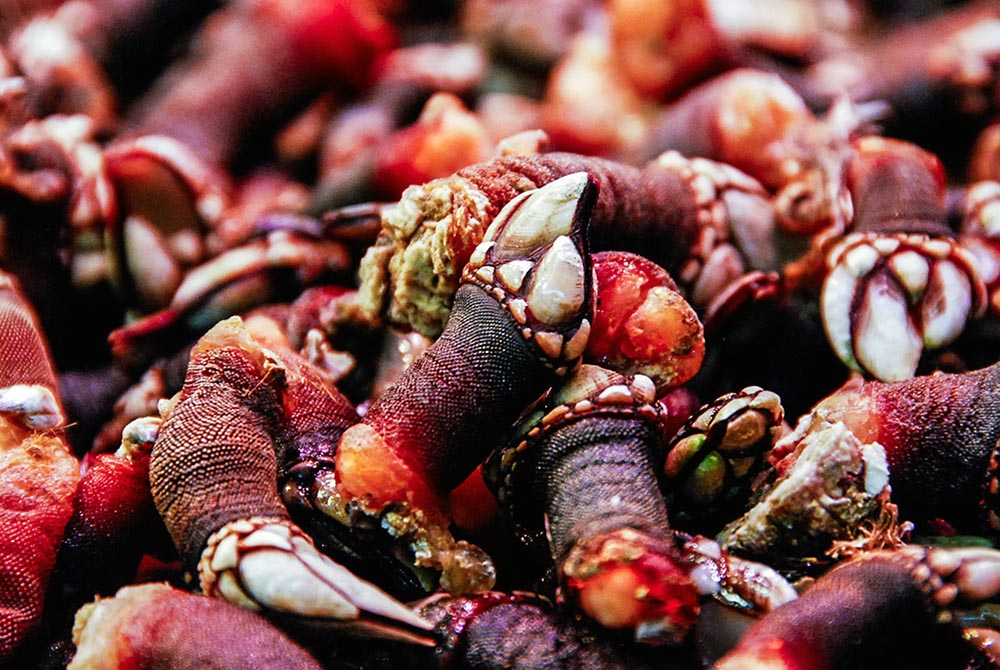 Percebes The NBP