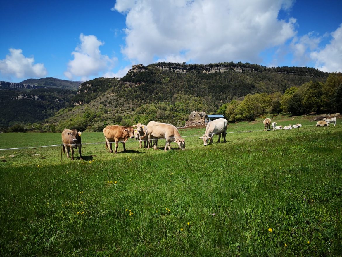 vacas en la montaña