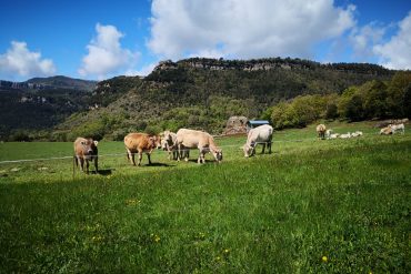 vacas en la montaña