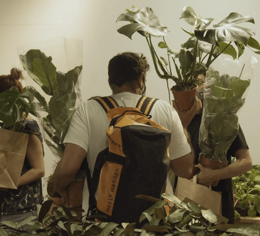Monstera