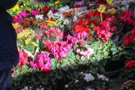 botiga de flors barcelona