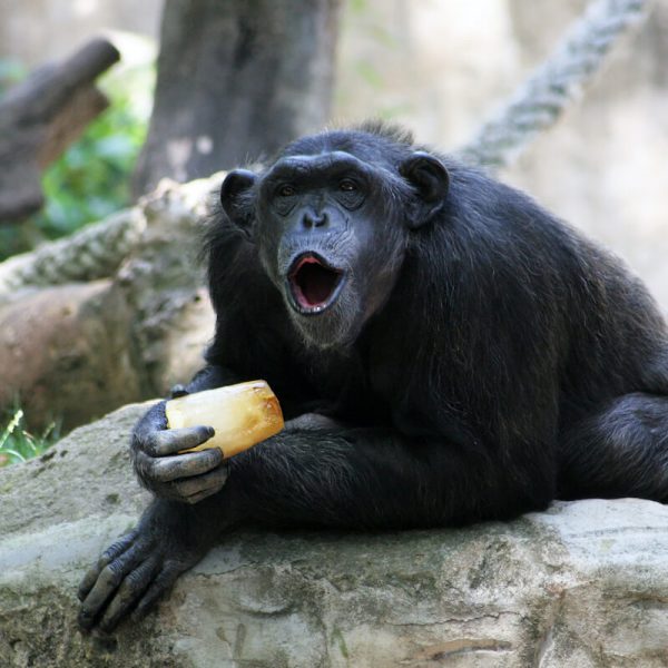 Chimpancé Zoo Barcelona comiendo helado verano