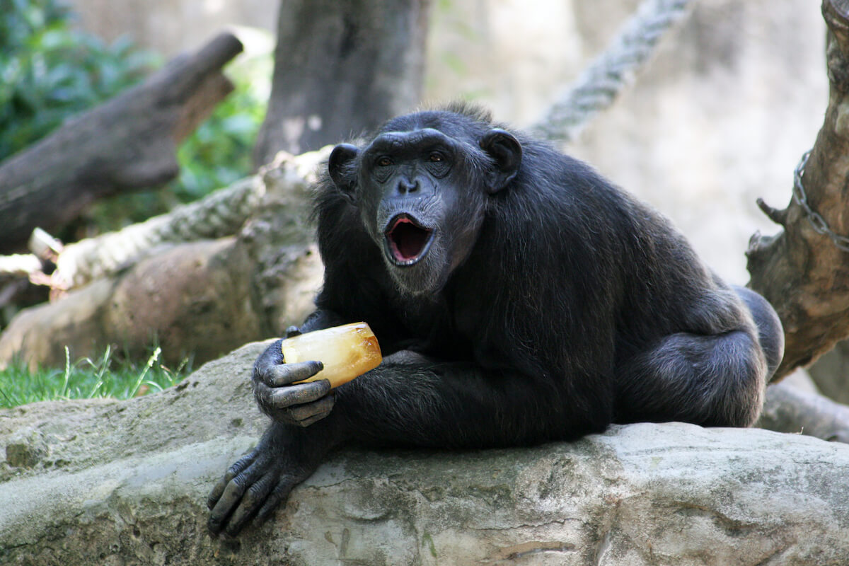Chimpancé Zoo Barcelona comiendo helado verano