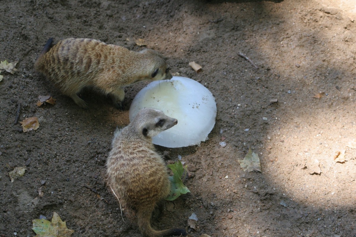 Suricatas Zoo Barcelona