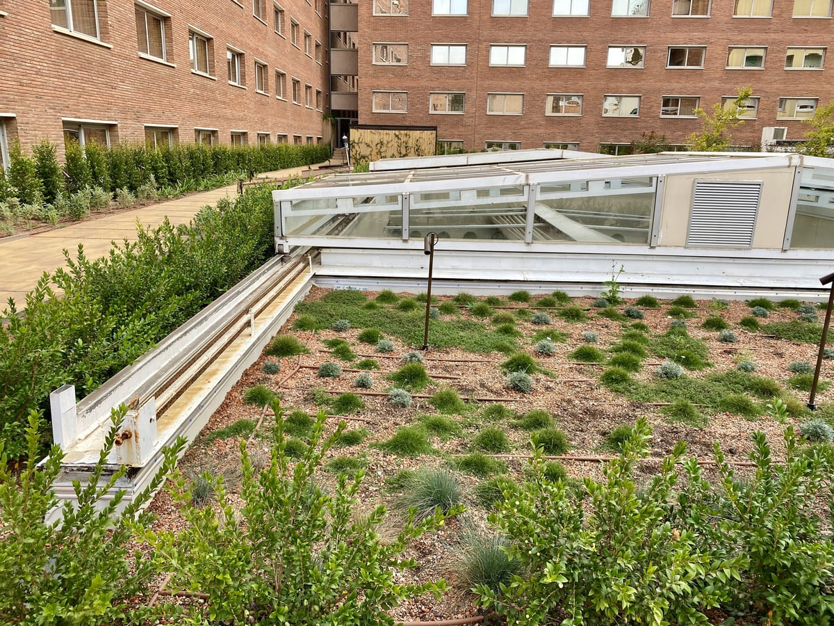 Plantas jardín hotel Intercontinental barcelona