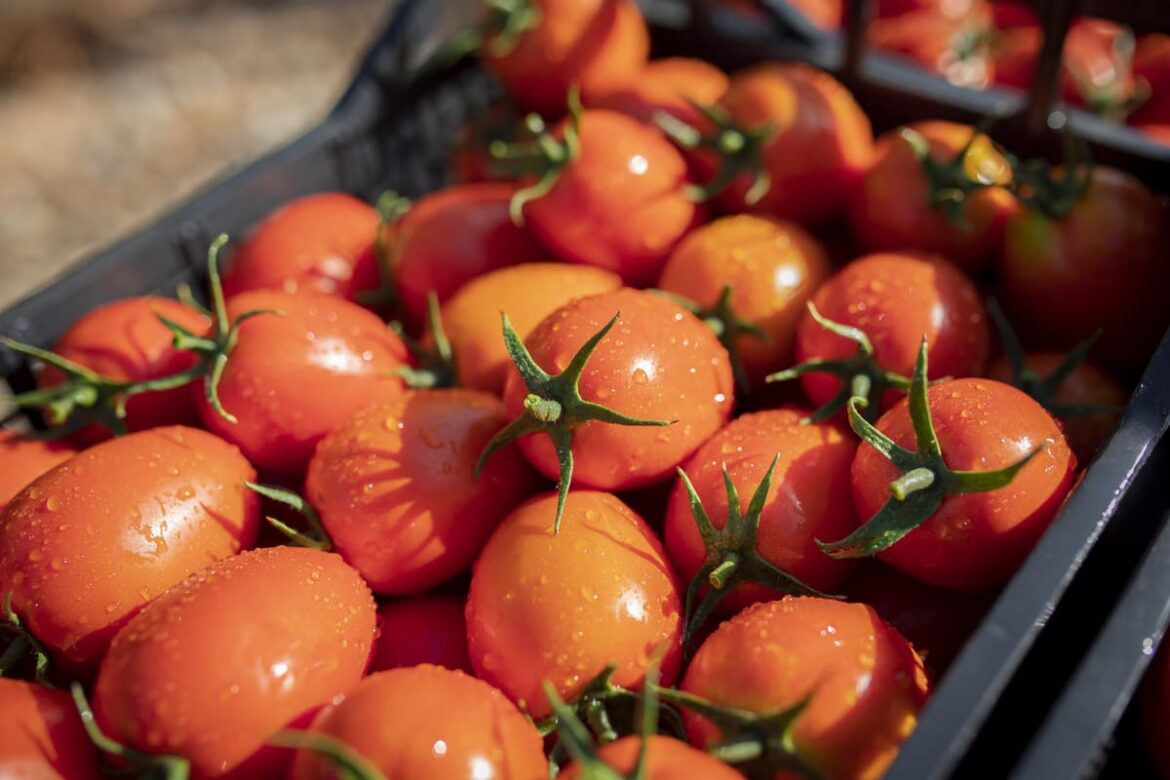 Fiesta del Tomate