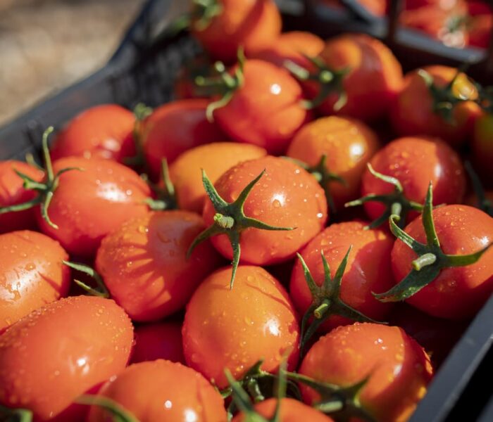 Fiesta del Tomate
