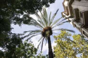 Palmera datilera en la plaza del Pes de la Palla, en el barrio del Raval de Barcelona.