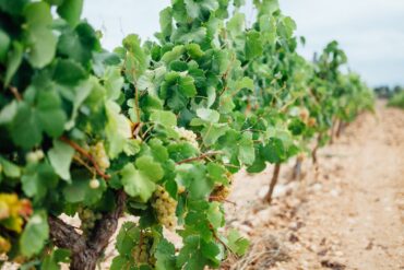 Vendimia DO Cava 2024 sector del cava