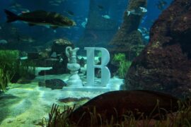 Copa de l'Amèrica a L'Àquarium