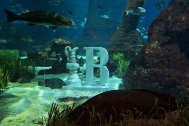 Copa de l'Amèrica a L'Àquarium