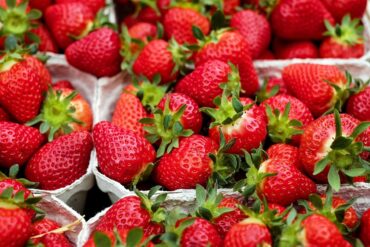 Cultivo de fresas. Enkitek