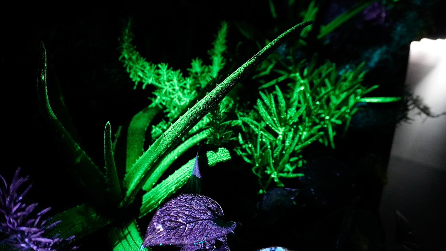 Bioluminiscencia de la biotech Bioo.