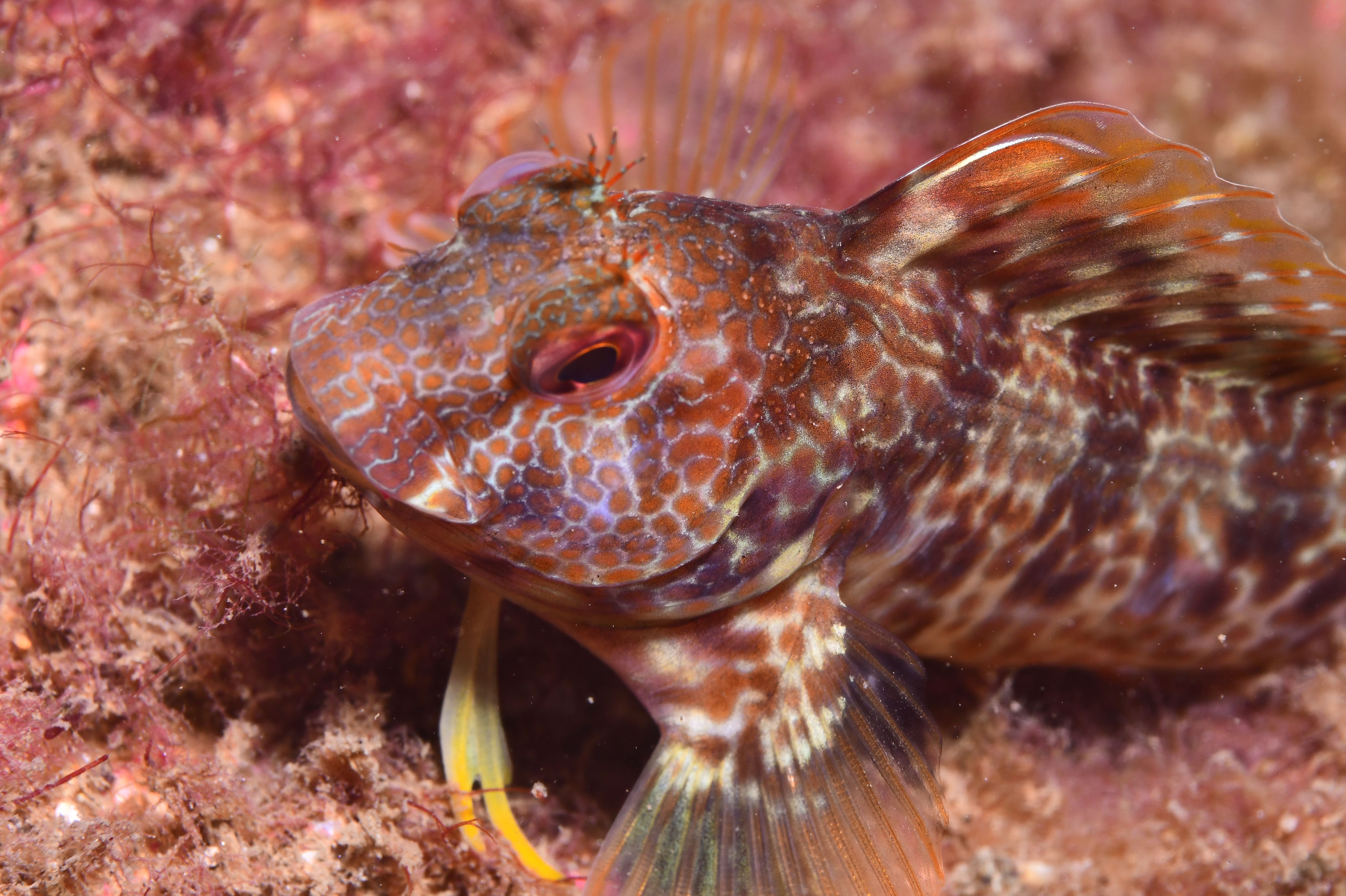 Parablennius pilicornis e el Port Olímpic
